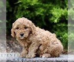 Small #2 Goldendoodle (Miniature)
