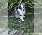 Small #5 Aussie-Corgi