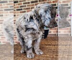 Small #8 Aussiedoodle