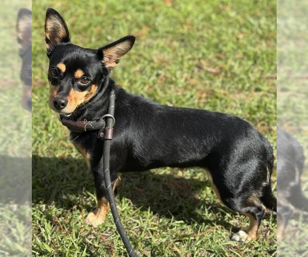 Medium Photo #1 Chihuahua Puppy For Sale in Fort Lauderdale, FL, USA