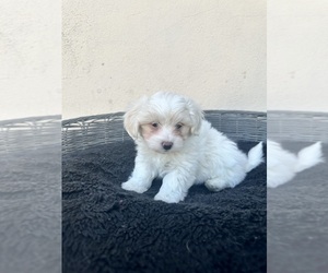 Medium Maltese