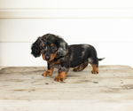 Image preview for Ad Listing. Nickname: Rex