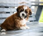 Small #3 Shih Tzu