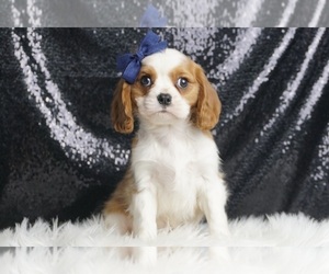 Cavalier King Charles Spaniel Puppy for sale in WARSAW, IN, USA
