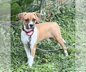 Boxer-Unknown Mix Dogs for adoption in Springdale, PA, USA