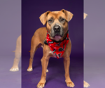 Small #1 Black Mouth Cur Mix