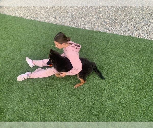 Medium Photo #10 German Shepherd Dog Puppy For Sale in PINON HILLS, CA, USA