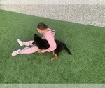 Small #9 German Shepherd Dog