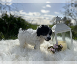 Poodle (Miniature) Puppy for sale in PLYMOUTH, CA, USA