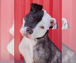 Small #1 Mutt