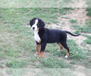 Bernese Mountain Dog Puppy for sale in FREDERICKSBG, OH, USA