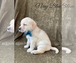 Small Photo #32 Labrador Retriever Puppy For Sale in MURRIETA, CA, USA