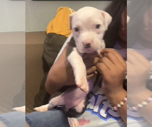 American Pit Bull Terrier Puppy for sale in PHILADELPHIA, PA, USA