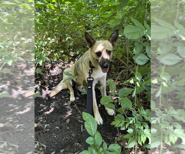 Medium Photo #3 Mutt Puppy For Sale in Elmsford, NY, USA