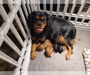 Cavalier King Charles Spaniel Puppy for Sale in BATESVILLE, Arkansas USA