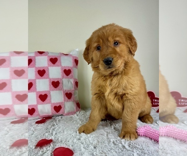 Medium Photo #4 Golden Retriever Puppy For Sale in GREENFIELD, IN, USA