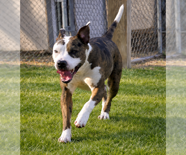 Medium Photo #2 Mutt Puppy For Sale in Boston, MA, USA