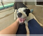 Small #1 Mutt
