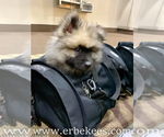 Small Photo #12 Keeshond Puppy For Sale in FAYETTEVILLE, TN, USA