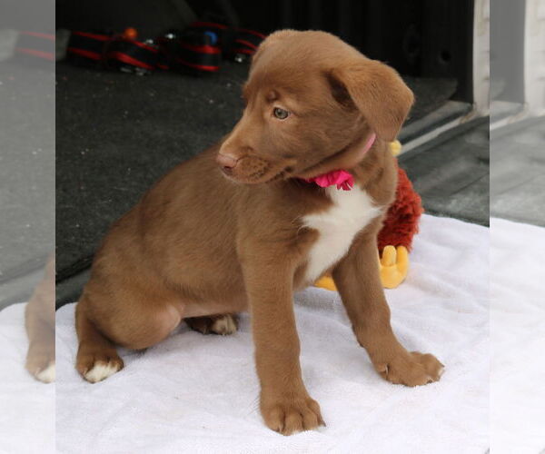 Medium Photo #2 Labrador Retriever-Unknown Mix Puppy For Sale in Bandera, TX, USA