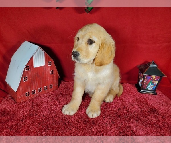 Medium Photo #3 Golden Retriever Puppy For Sale in COLORADO SPRINGS, CO, USA