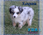 Small #1 Miniature Australian Shepherd