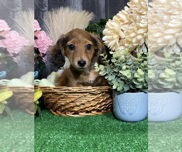 Medium Photo #4 Dachshund Puppy For Sale in CANOGA, NY, USA