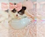 Small #24 Pomeranian