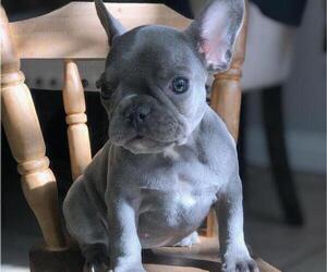 French Bulldog Puppy for sale in N LAS VEGAS, NV, USA