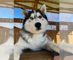 Small Photo #1 Siberian Husky Puppy For Sale in Coralville, IA, USA