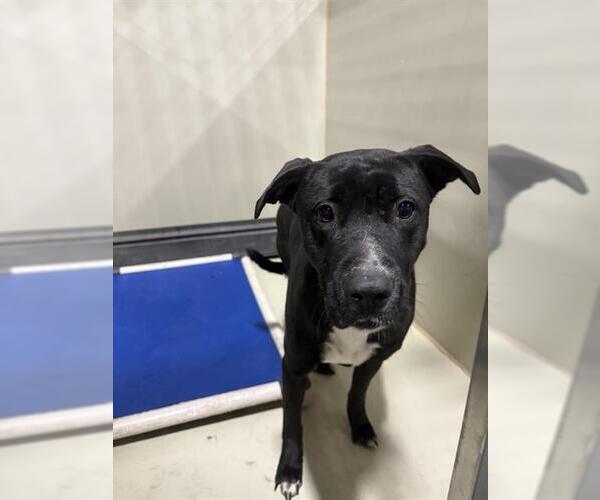 Medium Photo #1 Mutt Puppy For Sale in Bakersfield, CA, USA