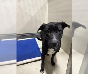 Mutt Dogs for adoption in Bakersfield, CA, USA