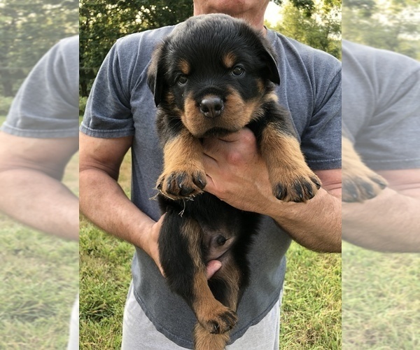 Medium Photo #1 Rottweiler Puppy For Sale in BAINBRIDGE IS, WA, USA