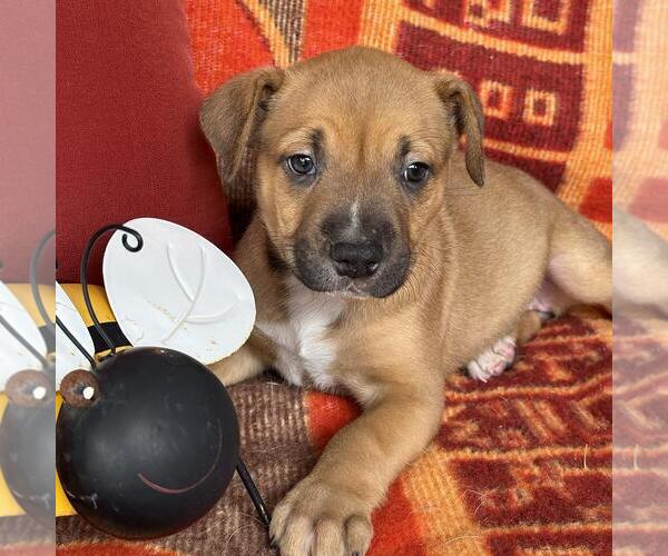 Medium Photo #2 Labrador Retriever-Unknown Mix Puppy For Sale in San Diego, CA, USA