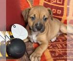 Small Photo #2 Labrador Retriever-Unknown Mix Puppy For Sale in San Diego, CA, USA