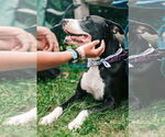 Small #1 American Pit Bull Terrier-Labrador Retriever Mix