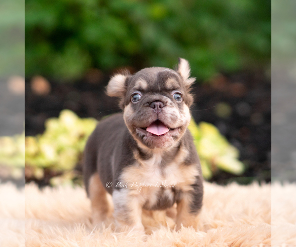 Medium Photo #7 French Bulldog Puppy For Sale in WARSAW, IN, USA