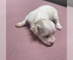 Small Photo #19 Maltipoo Puppy For Sale in JASPER, GA, USA