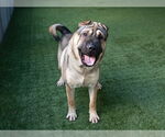 Small #1 Chinese Shar-Pei