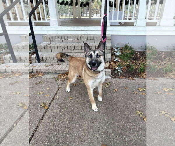 Medium Photo #3 Siberian Husky-Unknown Mix Puppy For Sale in Aurora, CO, USA