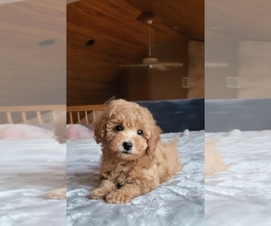 Poodle (Toy) Puppy for sale in GREEN LAKE, WI, USA