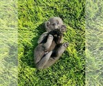 Small Photo #7 Labrador Retriever Puppy For Sale in MC COOK, NE, USA