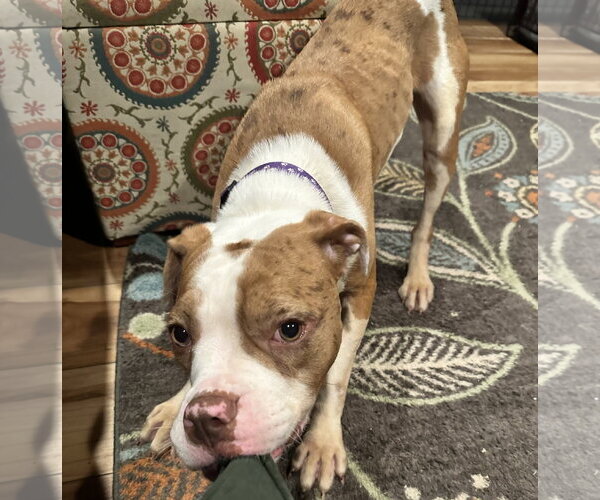Medium Photo #18 Mutt Puppy For Sale in Rockville, MD, USA
