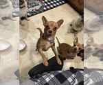 Small #3 Chihuahua Mix