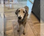 Small #1 Miniature Labradoodle