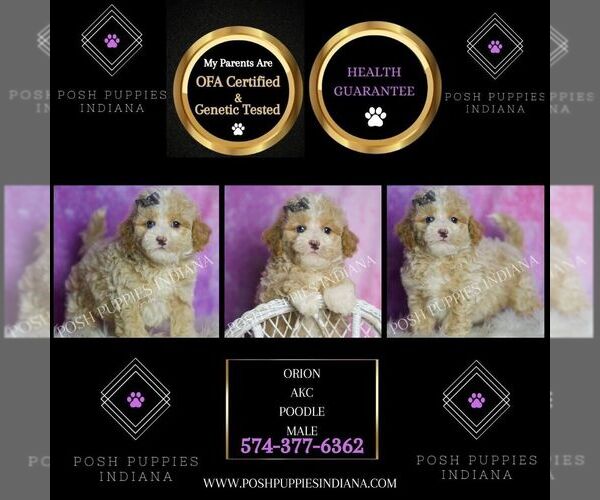 Medium Photo #115 Poodle (Toy) Puppy For Sale in WARSAW, IN, USA
