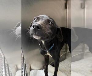 Medium Labrador Retriever Mix