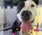 Small #4 American Pit Bull Terrier Mix