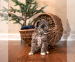 Small Photo #3 Goldendoodle Puppy For Sale in DANDRIDGE, TN, USA