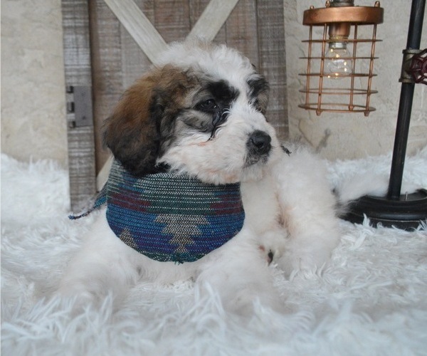 Medium Photo #3 Saint Berdoodle Puppy For Sale in HONEY BROOK, PA, USA